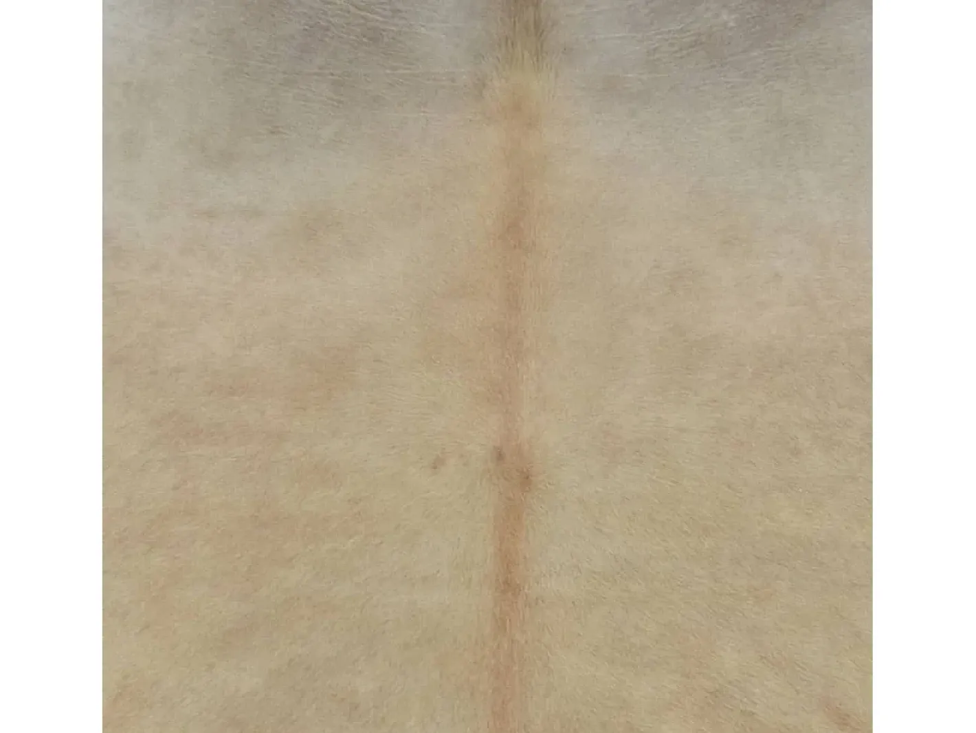 Hot Alfombra de piel de vaca auténtica 150x170 cm ES86136 Beige
