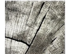 Discount the carpet Alfombra Marla Diseño Moderno Árbol, Natural, 80x150 cm Color natural oscuro