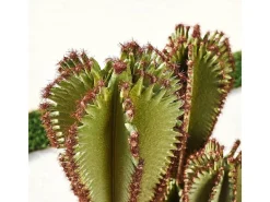 Planta Artificial-Cactus artificial euphorbia suzannae 90 cm nortene 90 CM Verde