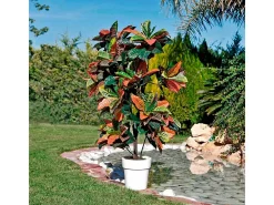 NORTENE Planta Artificial-Croton 140 cm 140CM Verde