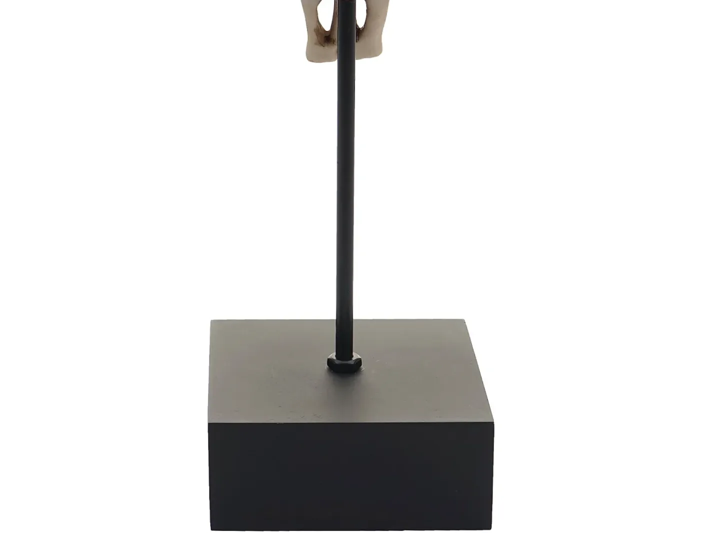 MCW Figura decorativa de pie cráneo de vaca -D30 Beige Best