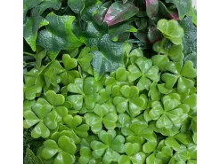 Online NORTENE Jardin vertical costa 100 x 100 cm 1 X 2M Verde