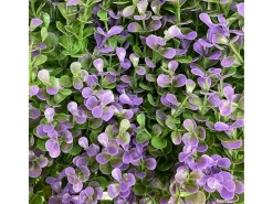 Outlet NORTENE Jardín vertical lavanda 100 x 100 1 X 2M Verde