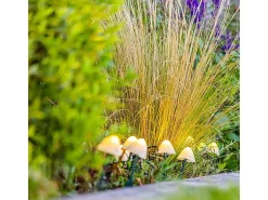 Lumisky Iluminación Exterior-Juego de 10 mini hongos solares 3.8M CHAMPY Blanco