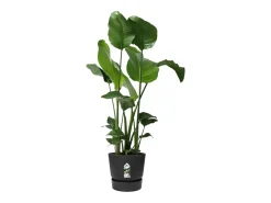 ELHO Maceta redonda 30 - Exterior Ø 29,5 x 27,8 cm - Living Negro New