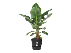 ELHO Maceta redonda 30 - Exterior Ø 29,5 x 27,8 cm - Living Negro New