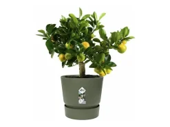 Best ELHO Maceta redonda 30 - Exterior Ø 29,5 x 27,8 cm - hoja Verde