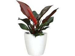 Macetero-Maceta San Remo Auto-riego 30cm 0,82L Blanco