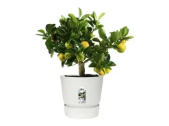 Outlet ELHO Macetero redondo 30 - Exterior Ø 29,5 x 27,8 cm - Blanco