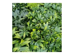 Planta artificial de pared - Modelo de flor blanca - Dimensiones : 100 x 100 cm Verde