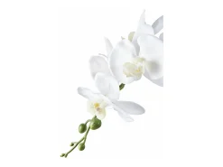 House Nordic Planta artificial Orquídea verde y blanca 49 cm Multicolor Outlet